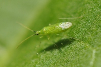 Macrolophus nubilis
