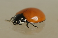 Cicloneda limbifer